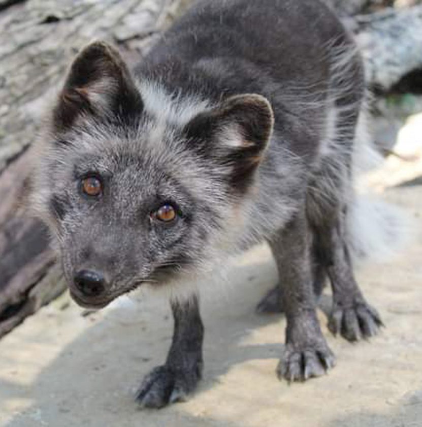 Working with wolves News, Sports, Jobs Messenger News